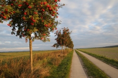 Natur Mühl Rosin